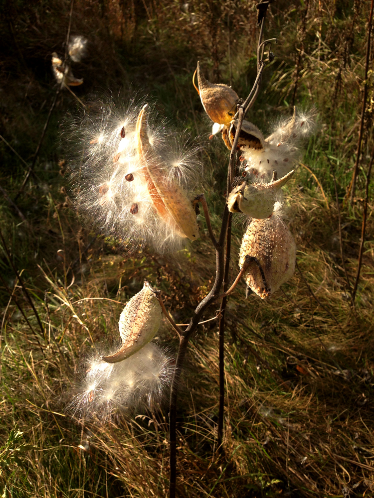 Milkweed pod releasing seeds